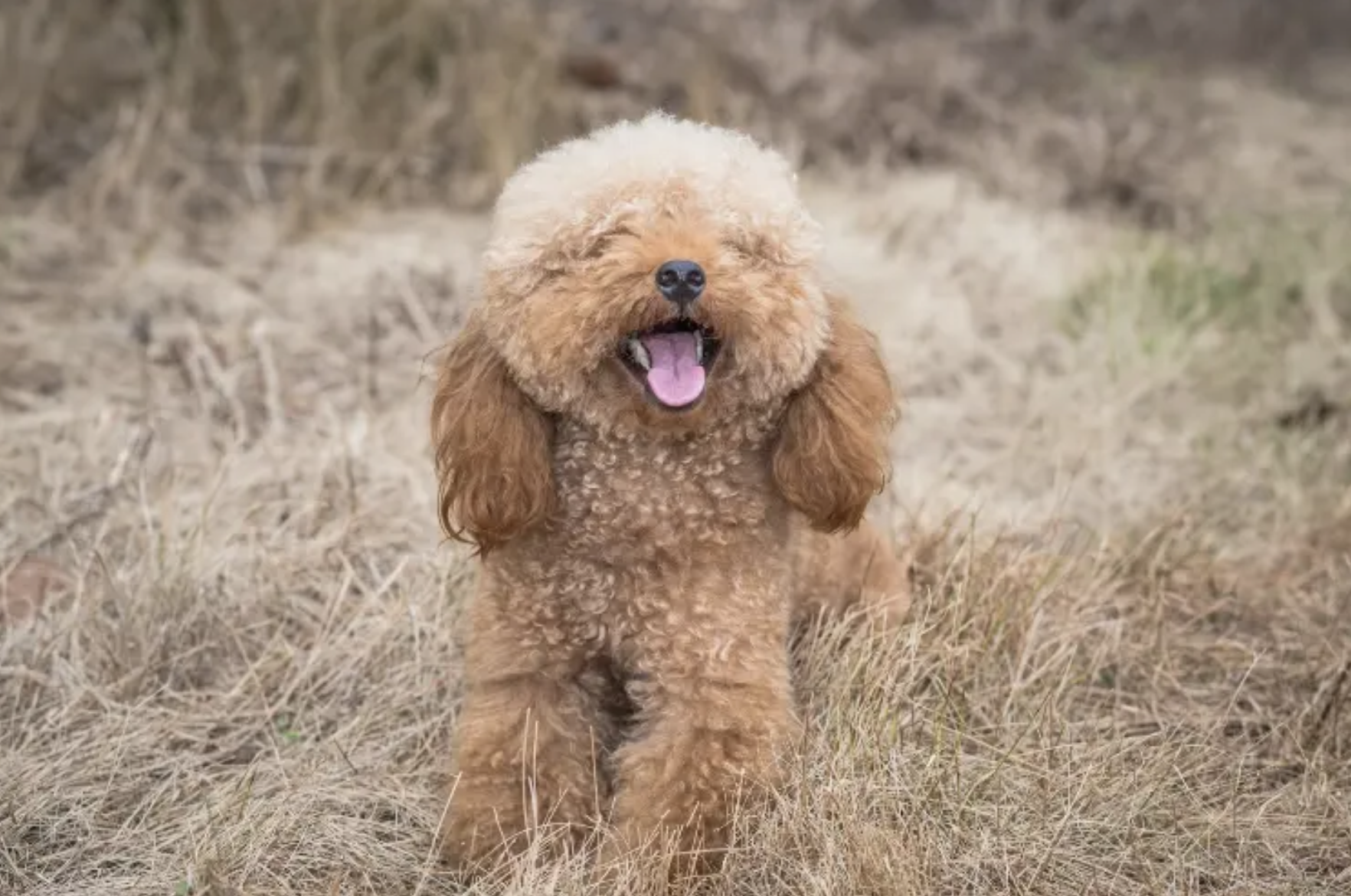 Dorkie Dog Breed: The Adorable Mix You Didn’t Know You Needed
